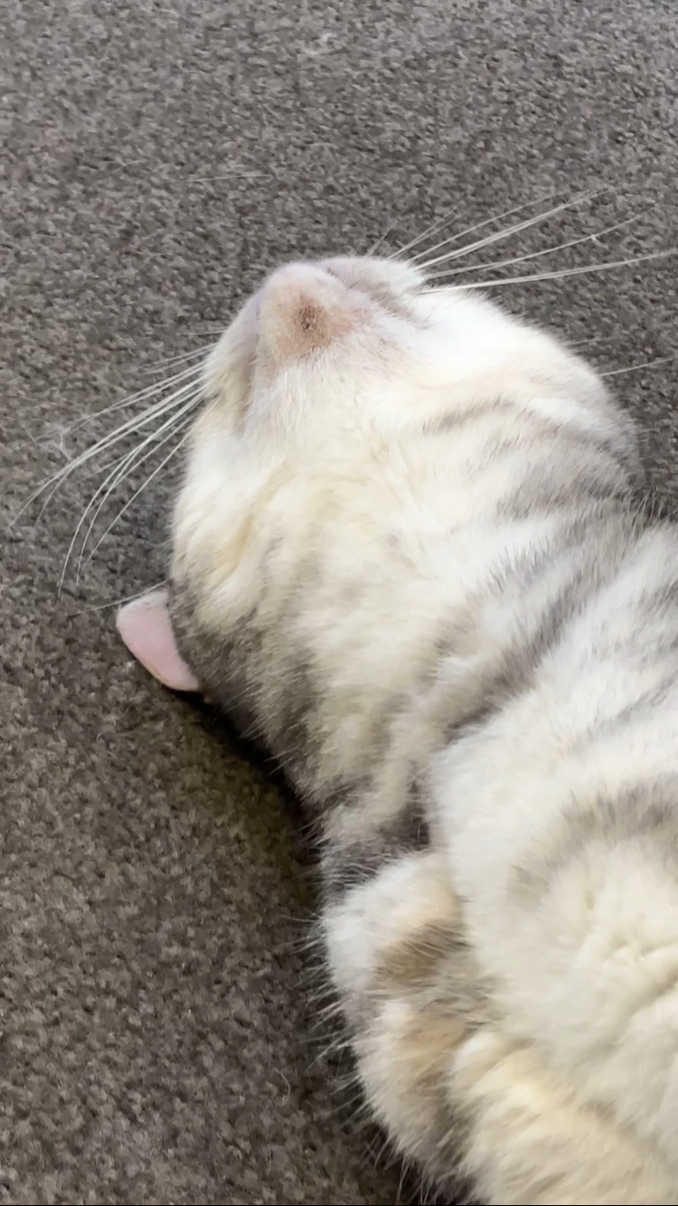 猫のあご部分の写真